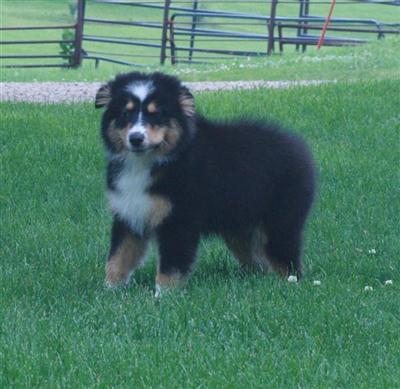 Puppies in IA